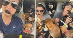 CENA FOFA: Mulheres transportam 27 cachorros em helicóptero