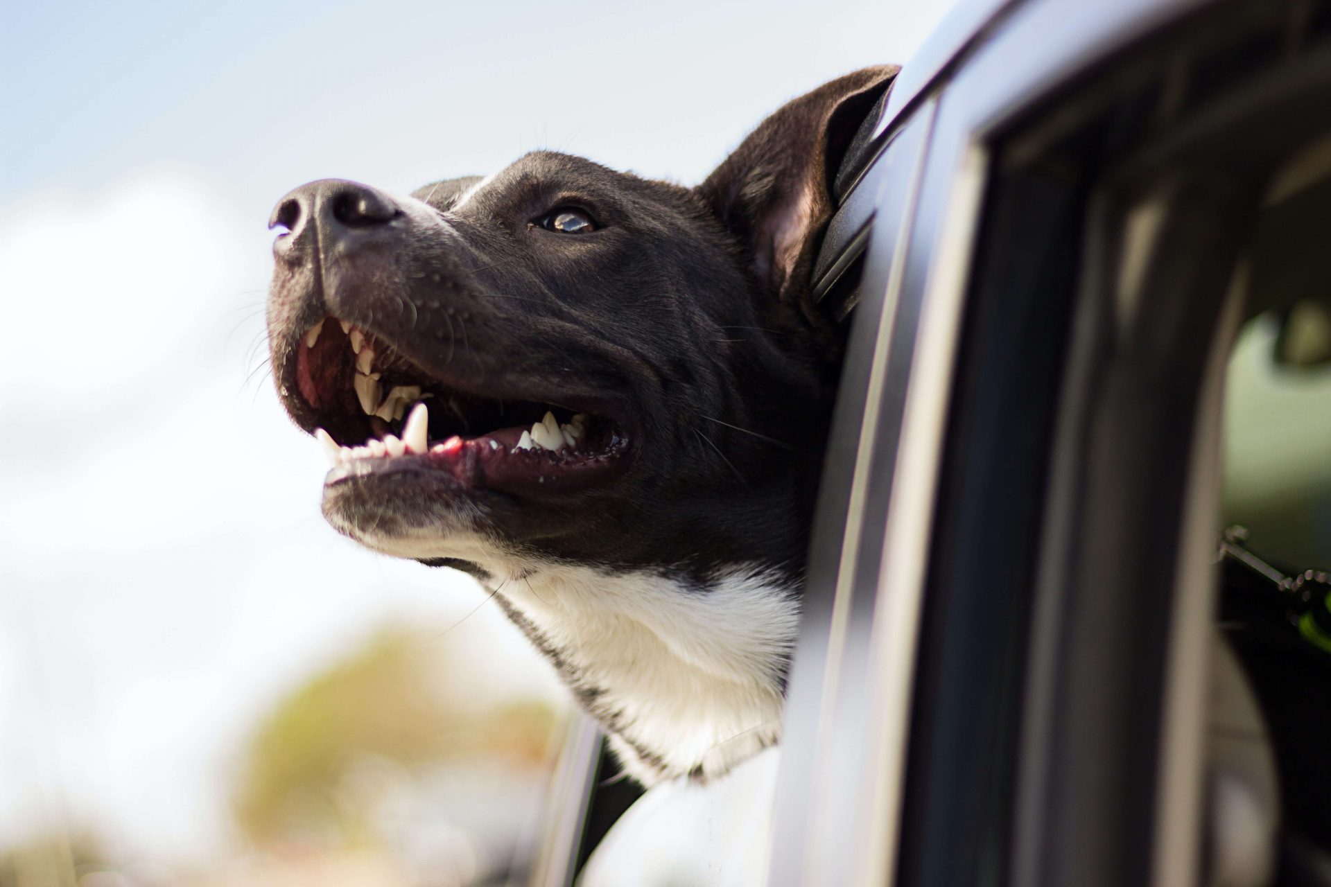 Como viajar com cachorro de avião? Regras e DICAS de precauções