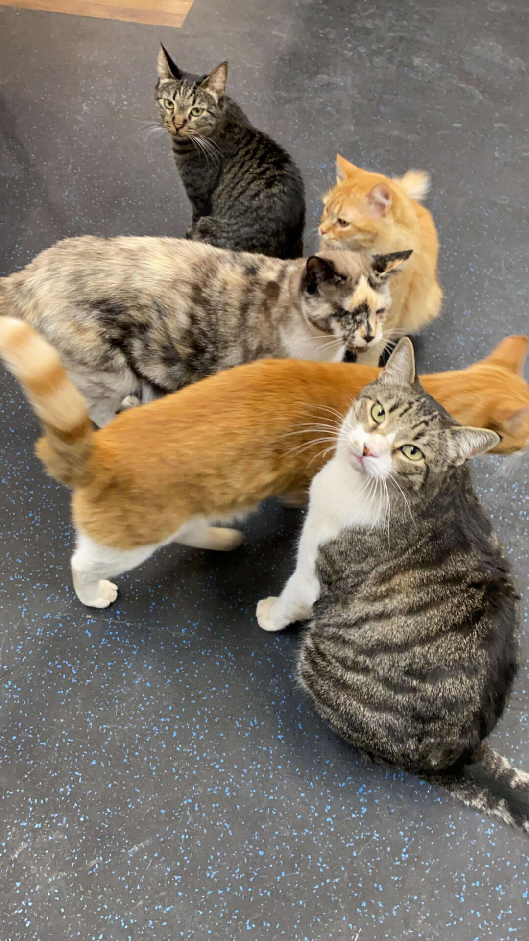 Gato que vive em hospital veterinário faz carícias em pacientes