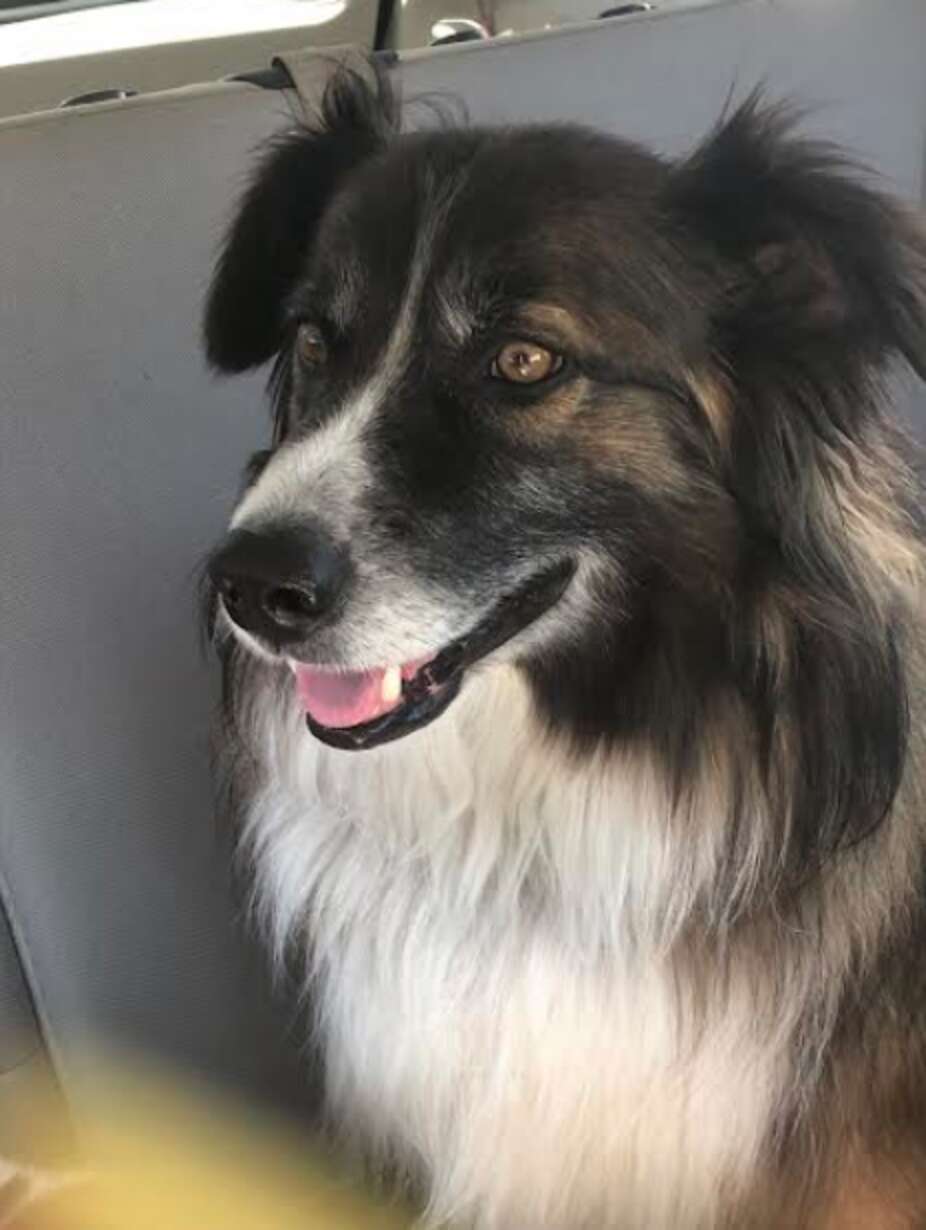 Cachorro consegue livrar dona da queda de um meteoro