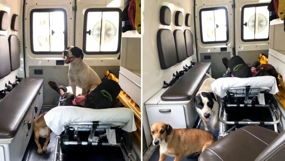 Cachorros entram em ambulância onde dono esperava por socorro