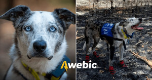 Cachorro ganha reconhecimento por salvar mais de 100 coalas em incêndio