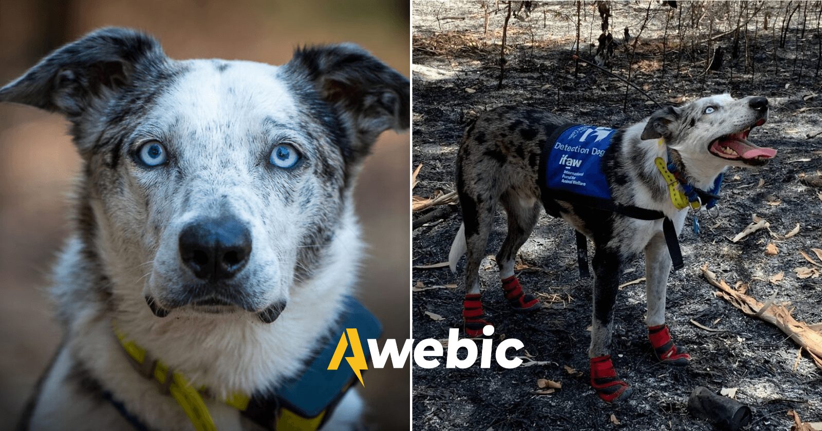 Cachorro ganha reconhecimento por salvar mais de 100 coalas em incêndio