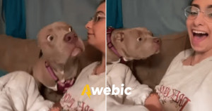 Dona ‘late’ para cachorro e cara de surpresa dele é hilária demais!