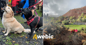 Cachorros salvam dono após ele desmaiar em montanha no frio