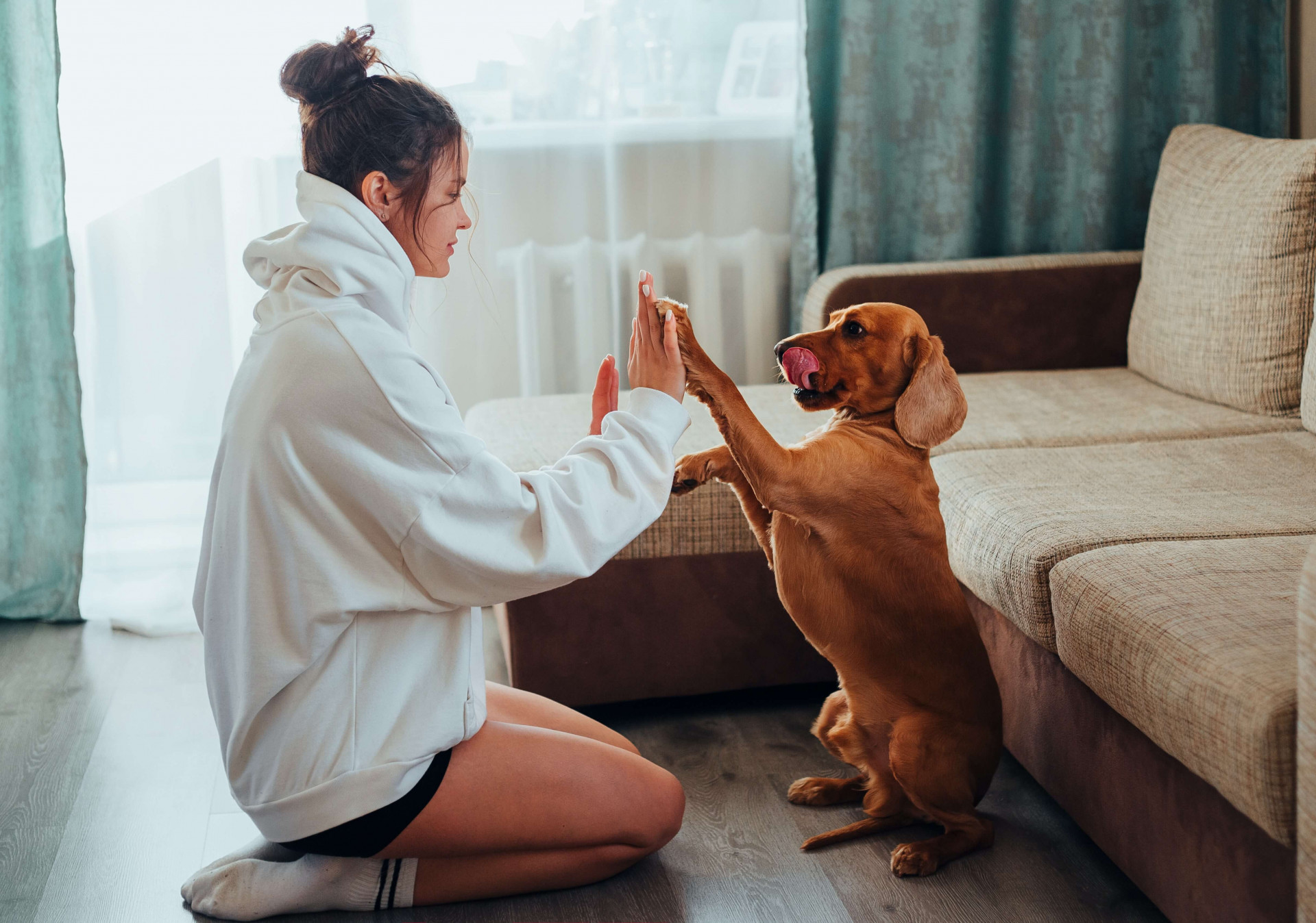 animais de estimação