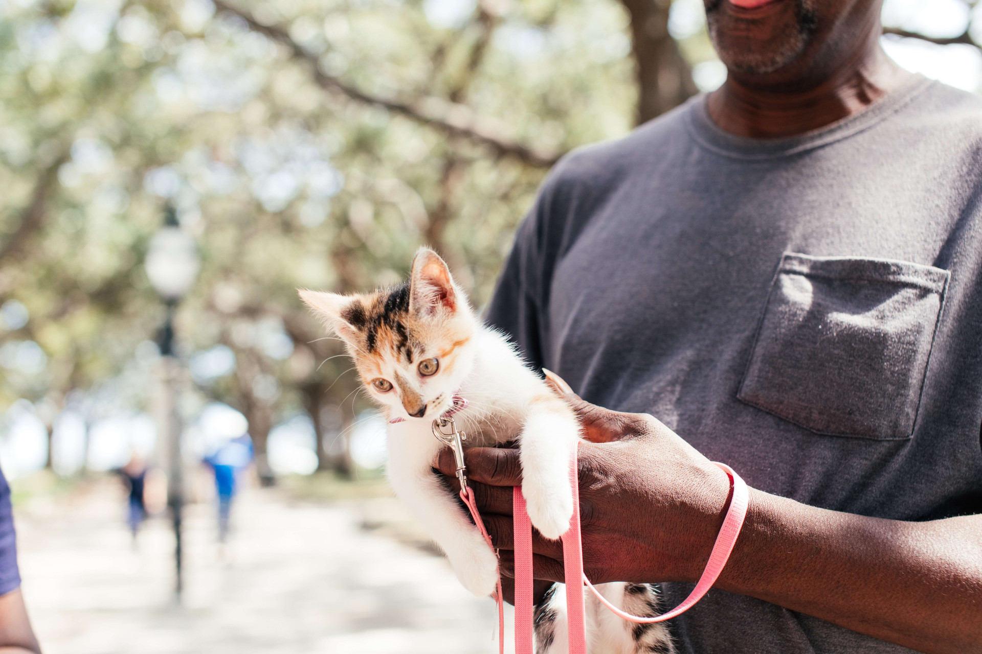 animais de estimação