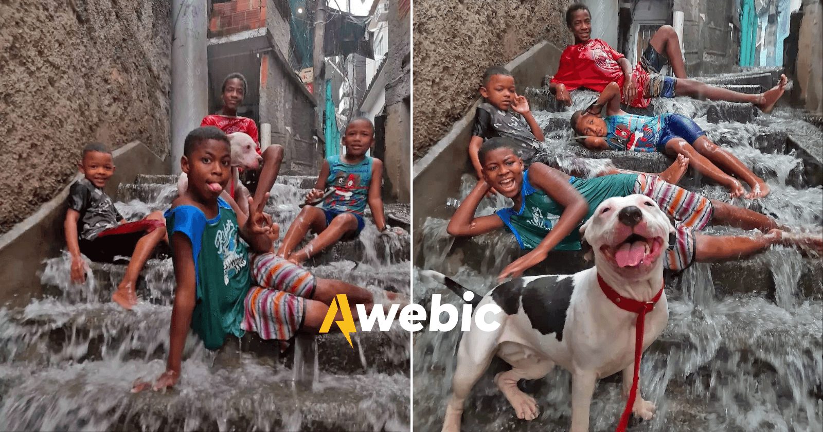 Pitbull se torna viral ao aparecer sorrindo em fotos na chuva