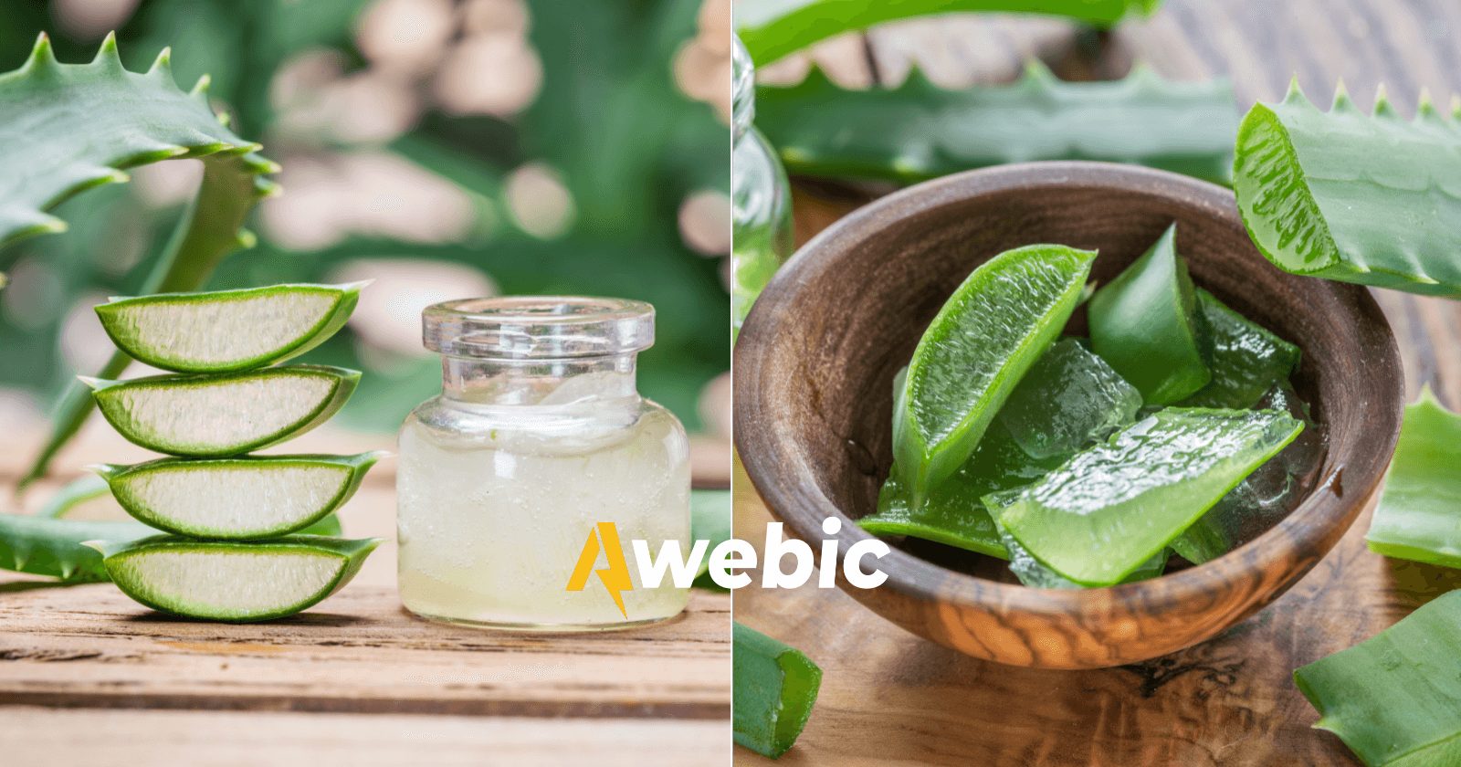 BABOSA: 15 benefícios para você se apaixonar pela Aloe Vera