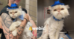 Gatinho faz 19 anos e seu pedido de adoção se torna viral de tão comovente