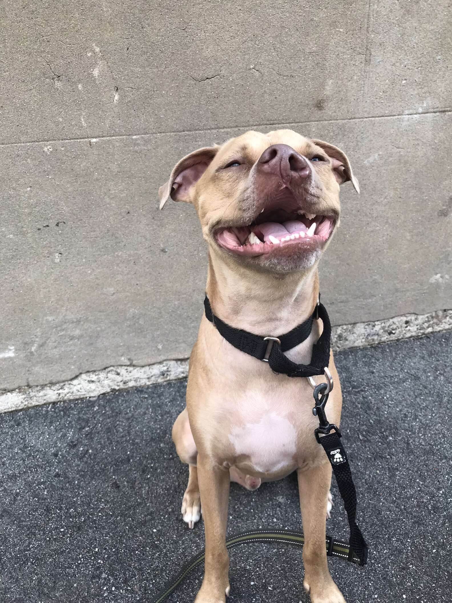 Cachorro rejeitado por causa de deficiência no nariz é ganha um lar