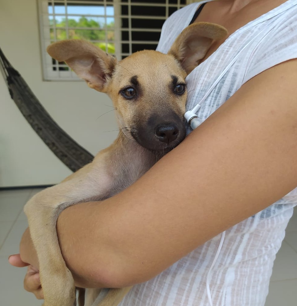 Cadela que dormia em manjedoura ganha um lar para morar