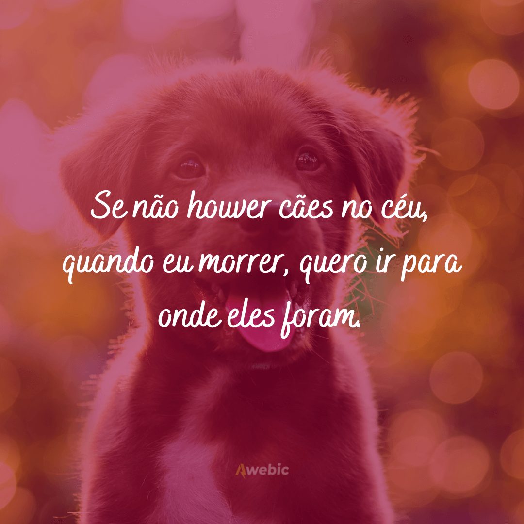 frases de amor para cachorro