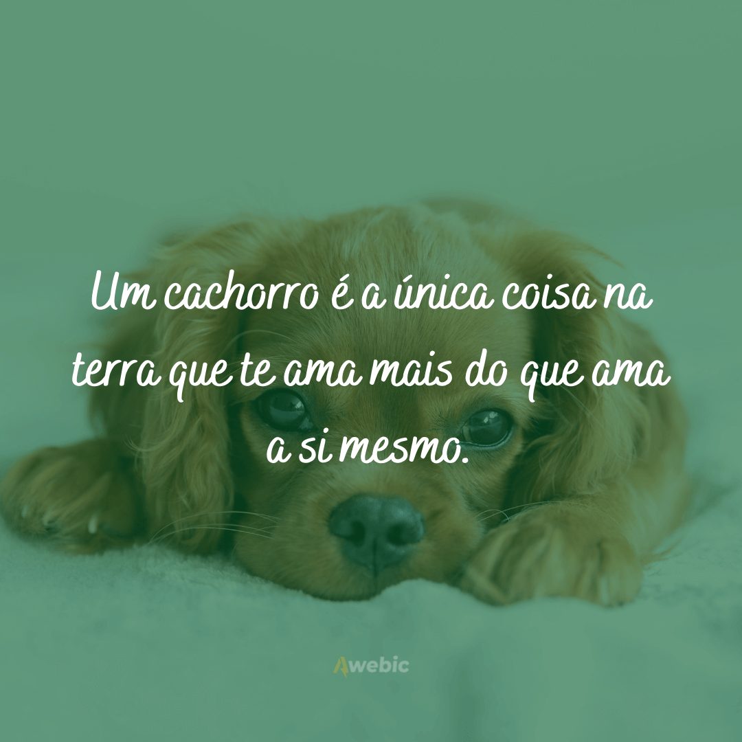 frases de amor para cachorro