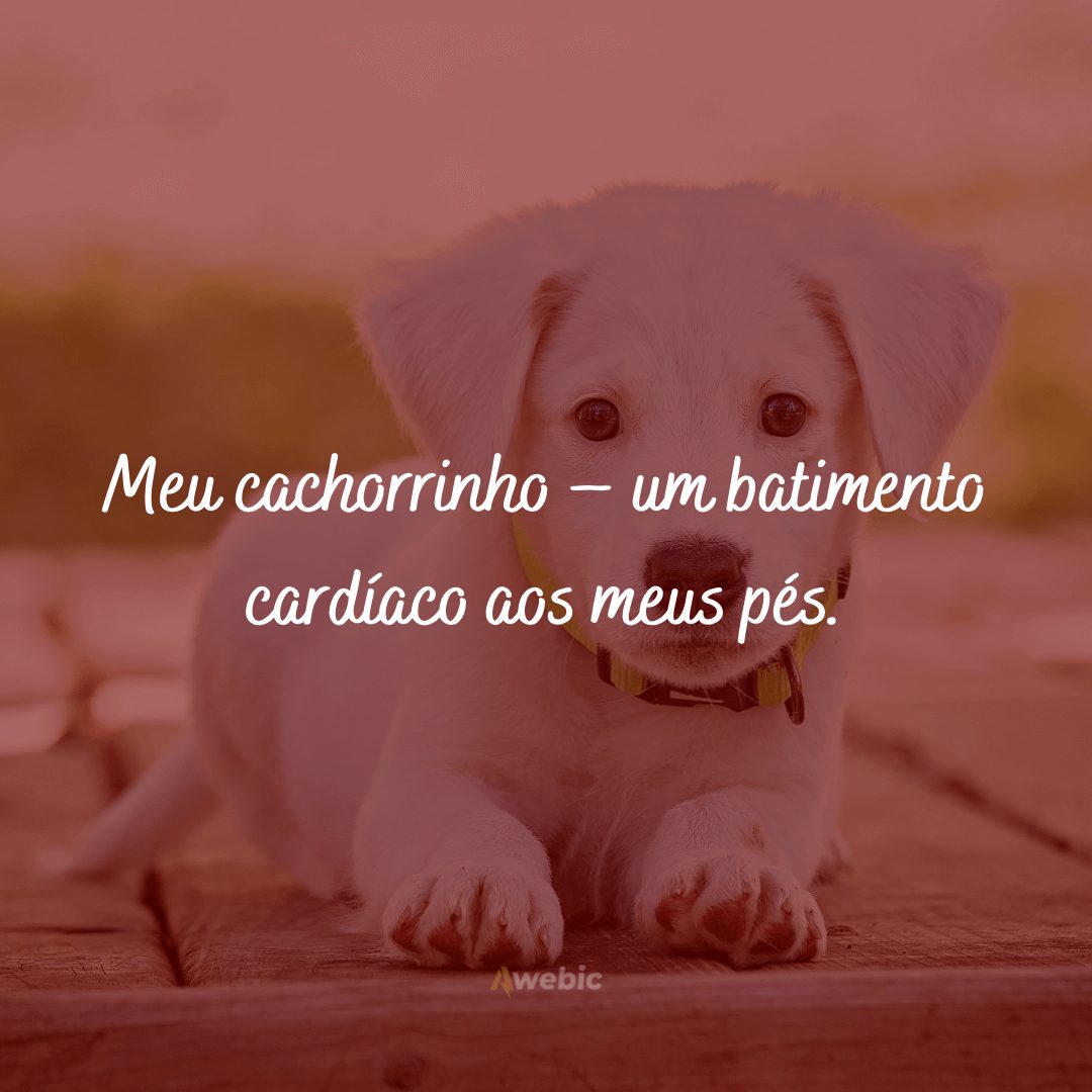 frases de amor para cachorro