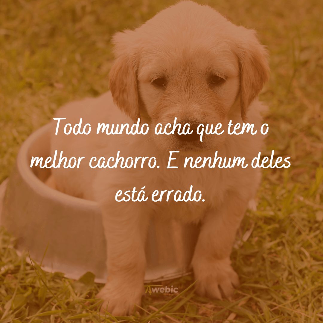 frases de amor para cachorro