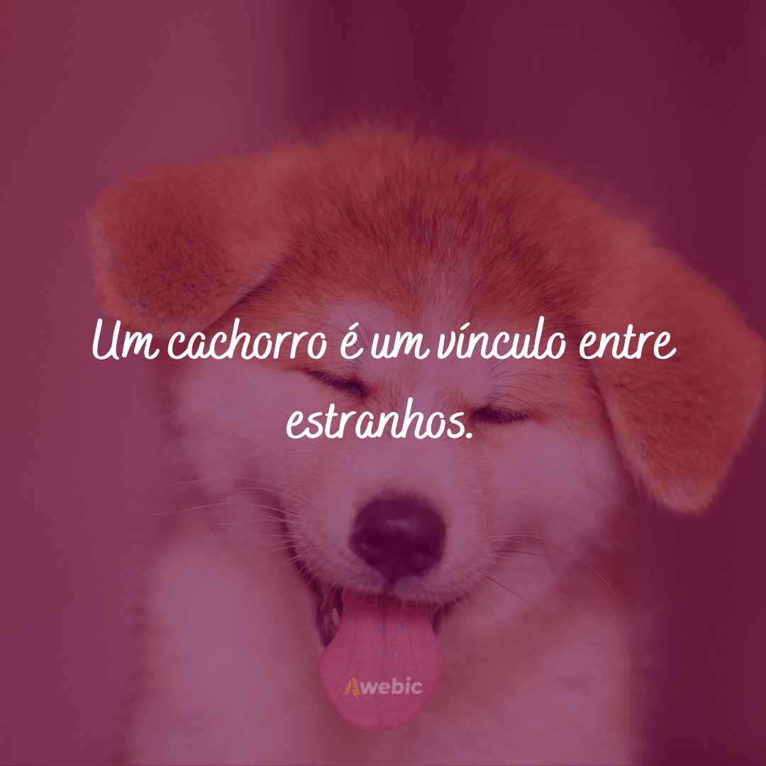 frases de amor para cachorro