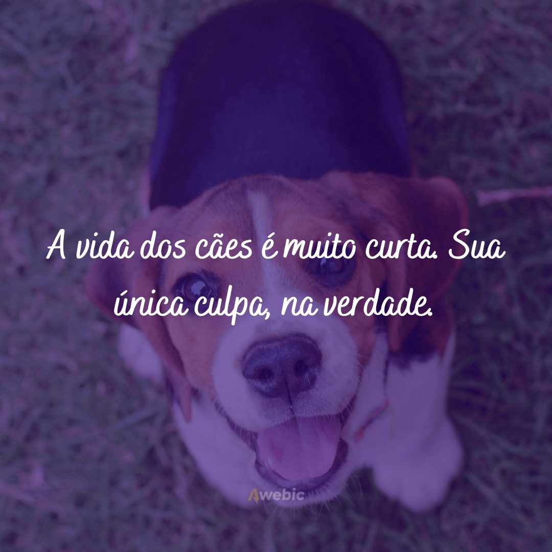 frases de amor para cachorro