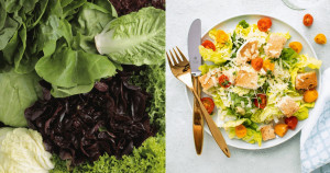 Benefícios fantásticos que uma salada com alface traz à saúde