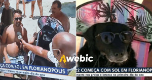 Cadela na praia usando óculos e chapéu vira sensação dos brasileiros