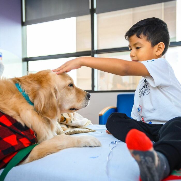 Hospital surpreende crianças no Natal com visitas de cachorros 