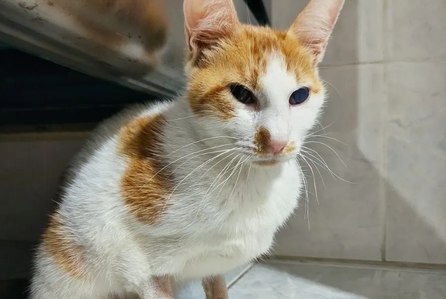 Família pede ajuda para tratamento de gatinho com doença da Covid-19