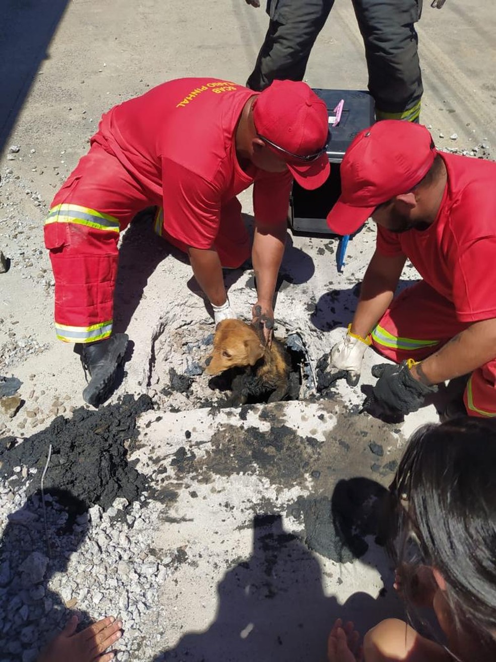 Bombeiros fazem resgate sinistro e tiram cachorro debaixo de concreto