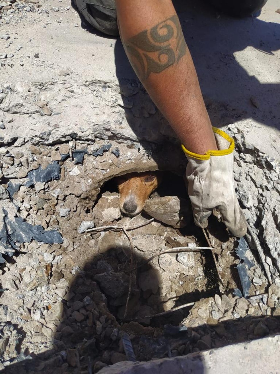 Bombeiros fazem resgate sinistro e tiram cachorro debaixo de concreto