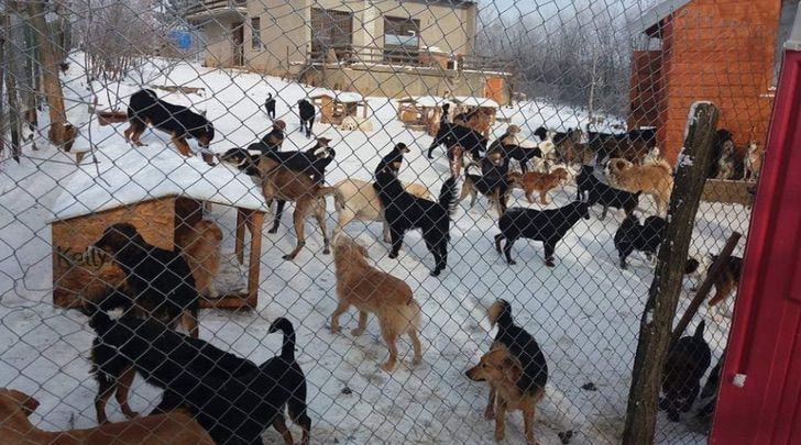 Na Sérvia, homem resgata animais abandonados há 20 anos