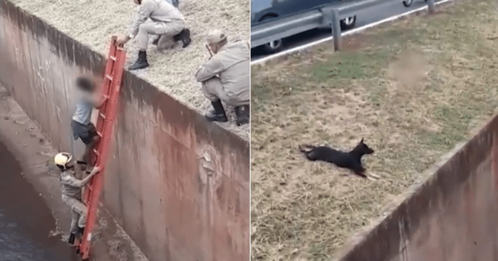 Menino cai em córrego e seu cachorro fica ao lado dele até o resgate chegar