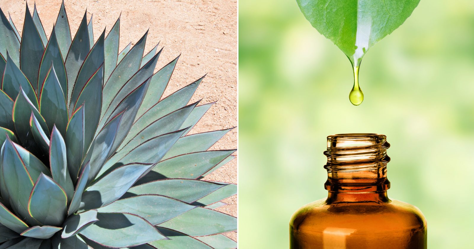 AGAVE: a planta que consegue prevenir doenças, restaura saúde e que você precisa saber como usar