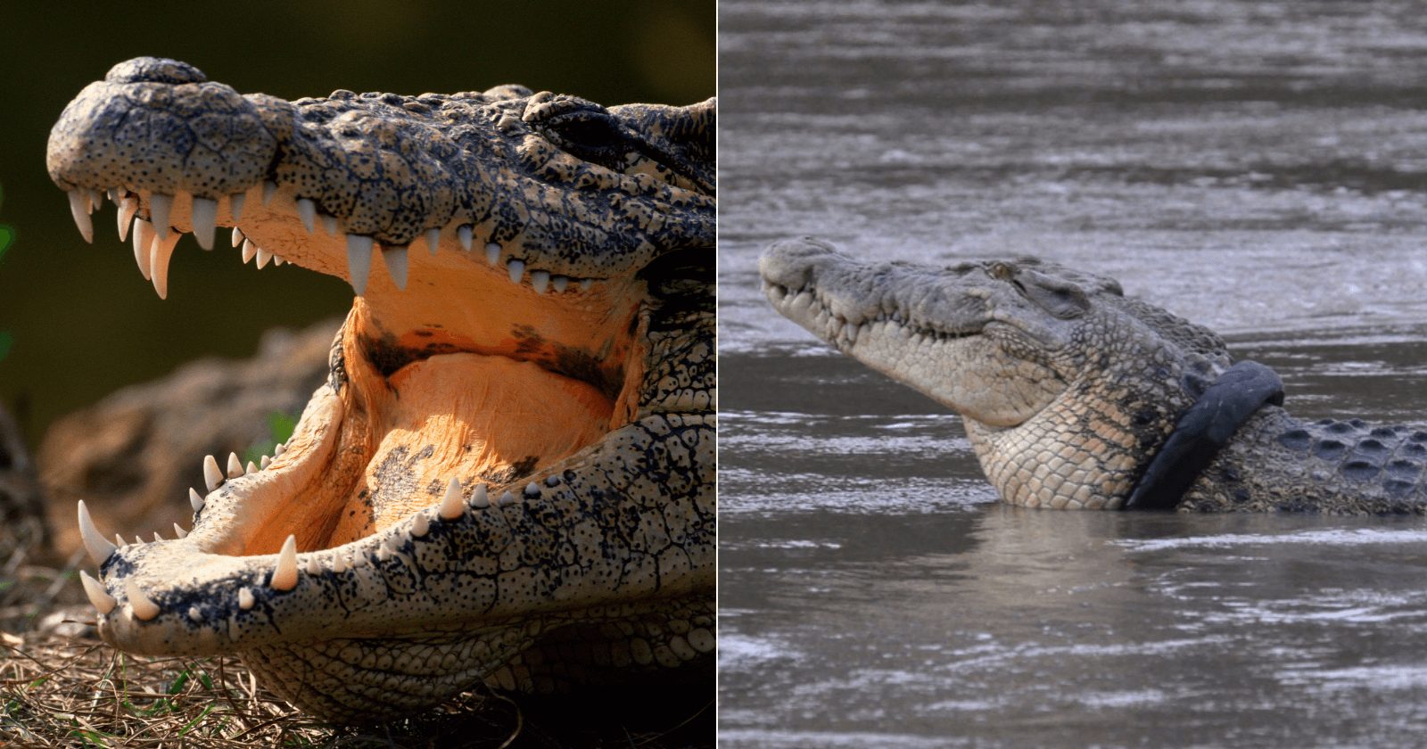 Um homem se arriscou e resgatou crocodilo que ficou 6 anos com pneu preso no pescoço