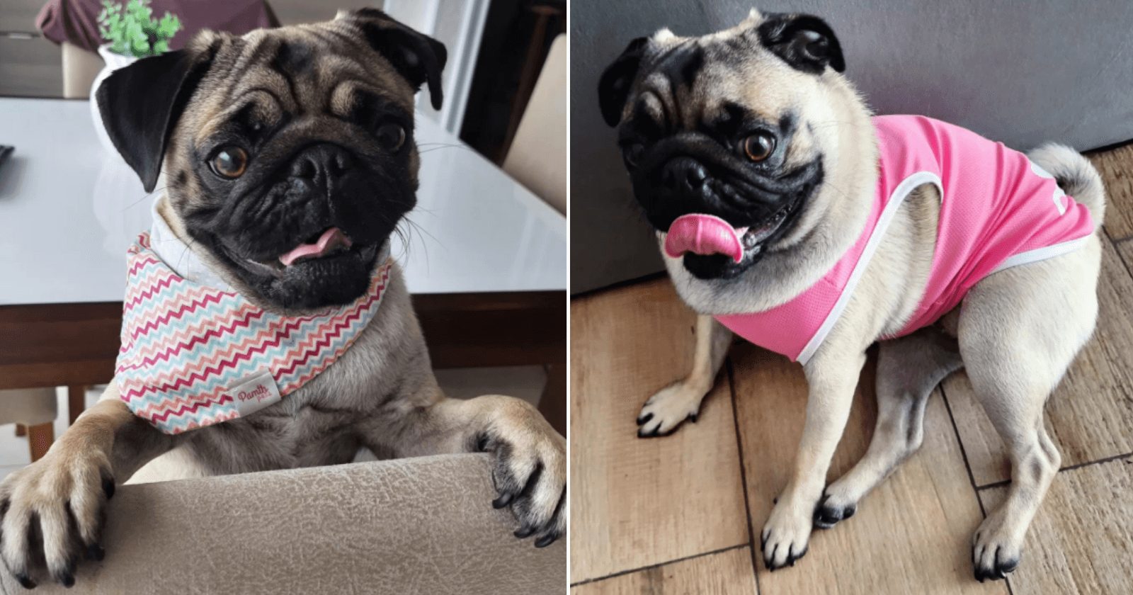 Conheça Mel, a pug que salvou uma família do luto e da tristeza