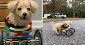 Cachorrinha com deficiência ganha cadeira de rodas feita de Lego