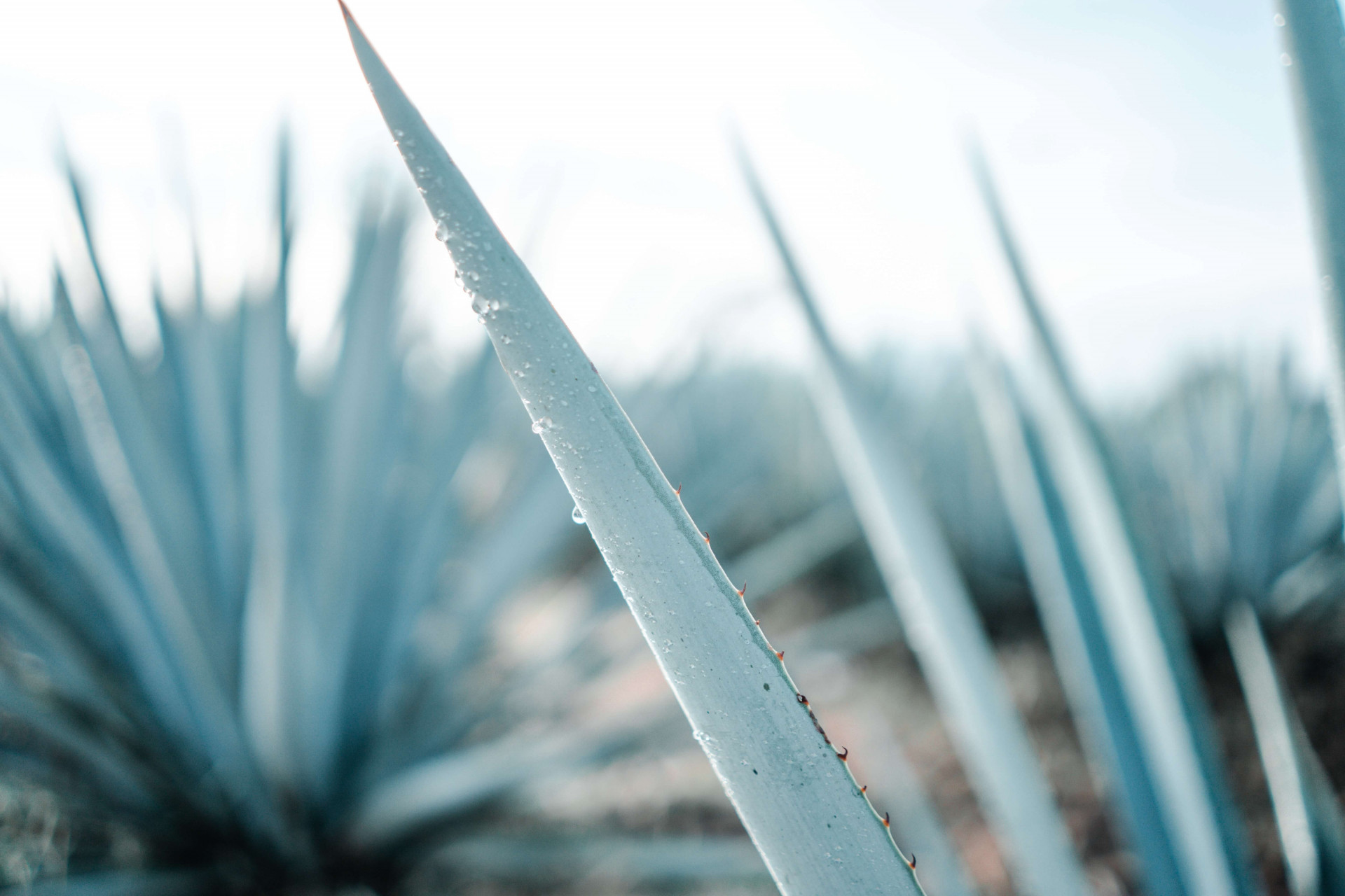 agave