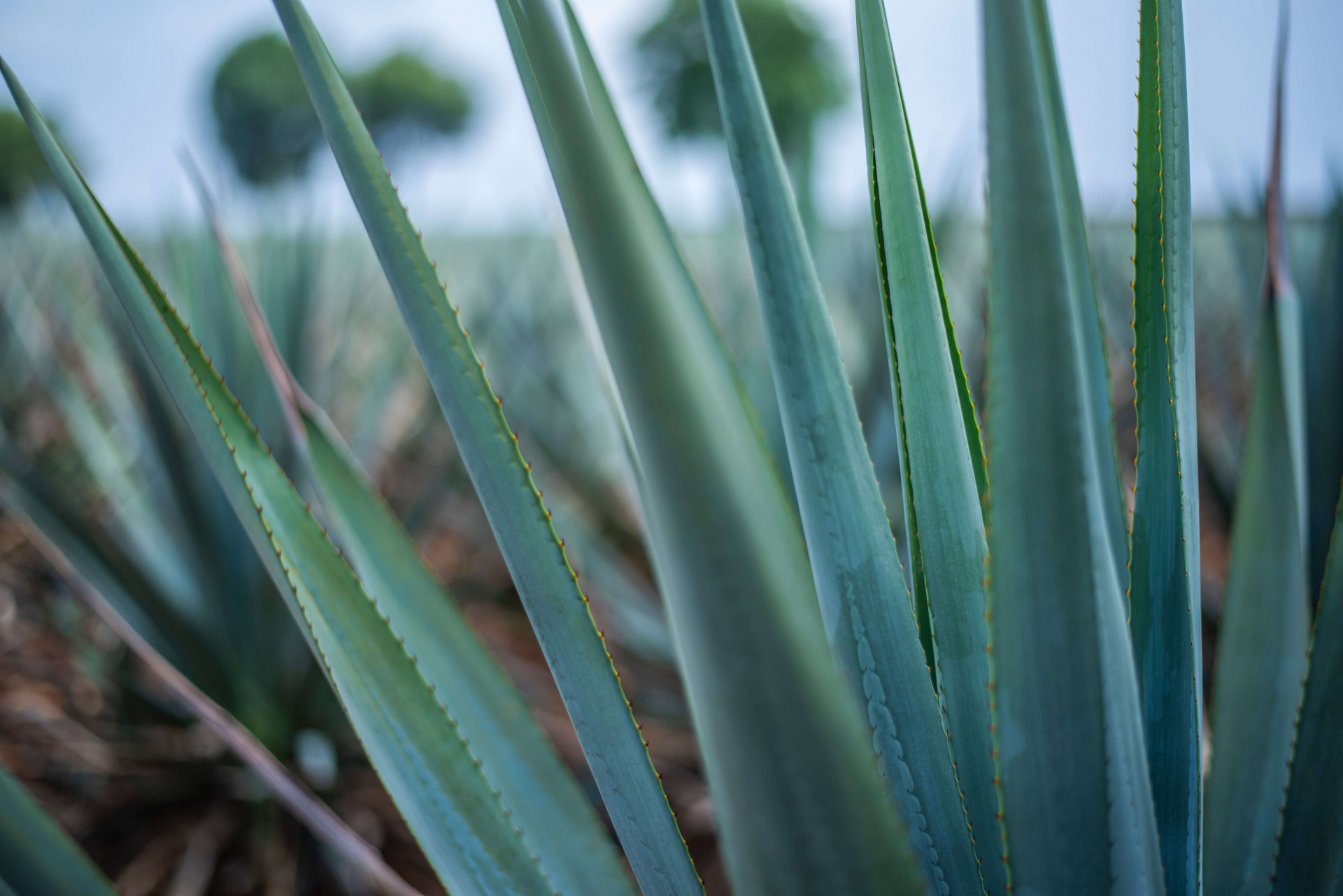 agave