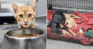 Gata sai da caixa e consola cadela assustada em hospital veterinário