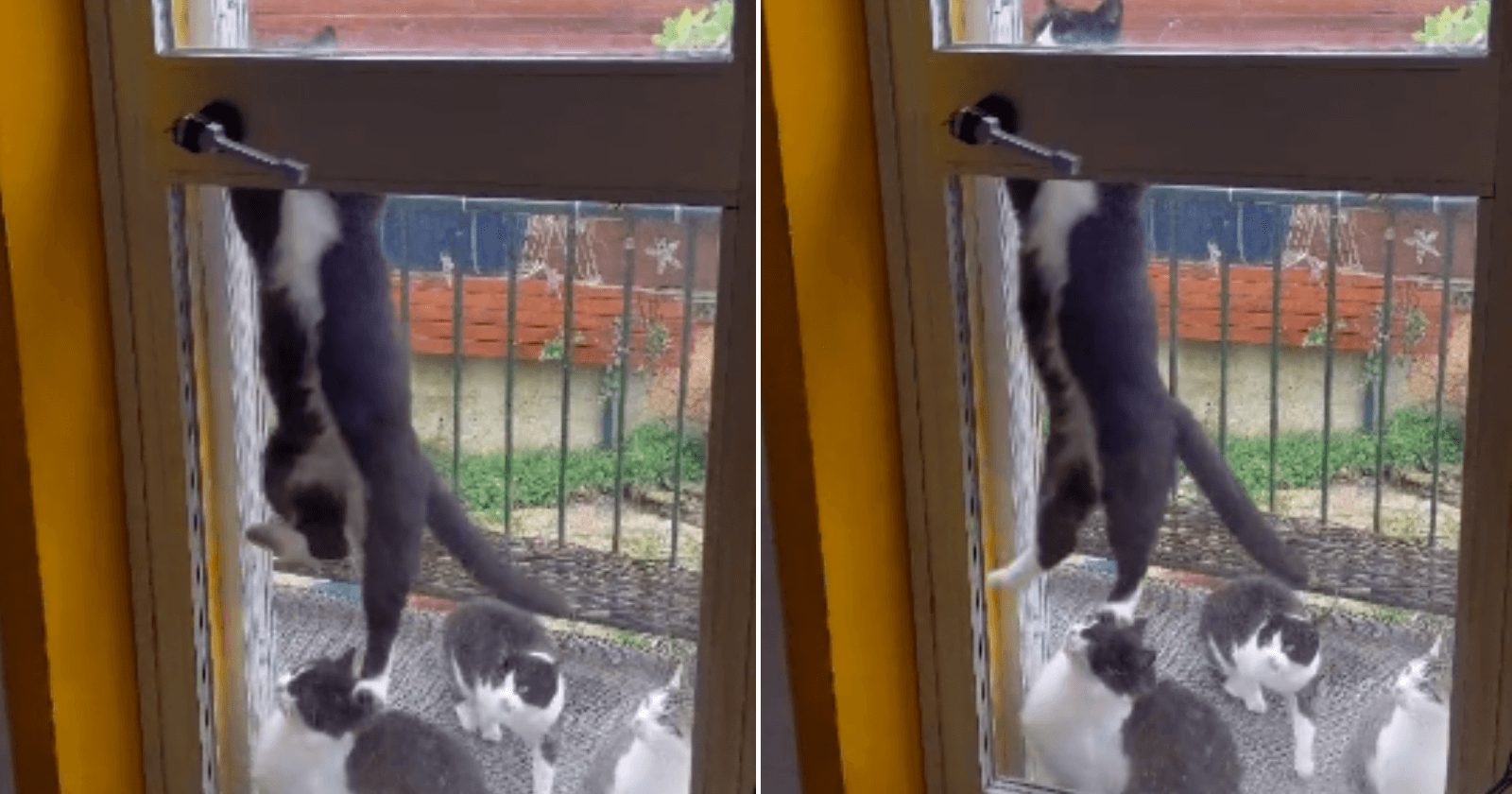 Gato é flagrado abrindo porta de casa para os ‘amigos’ entrarem