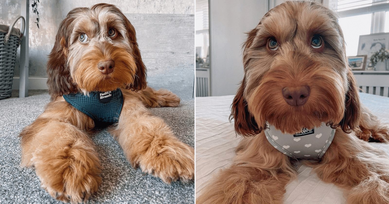 Cachorro com “cara de gente” diverte e apaixona a internet