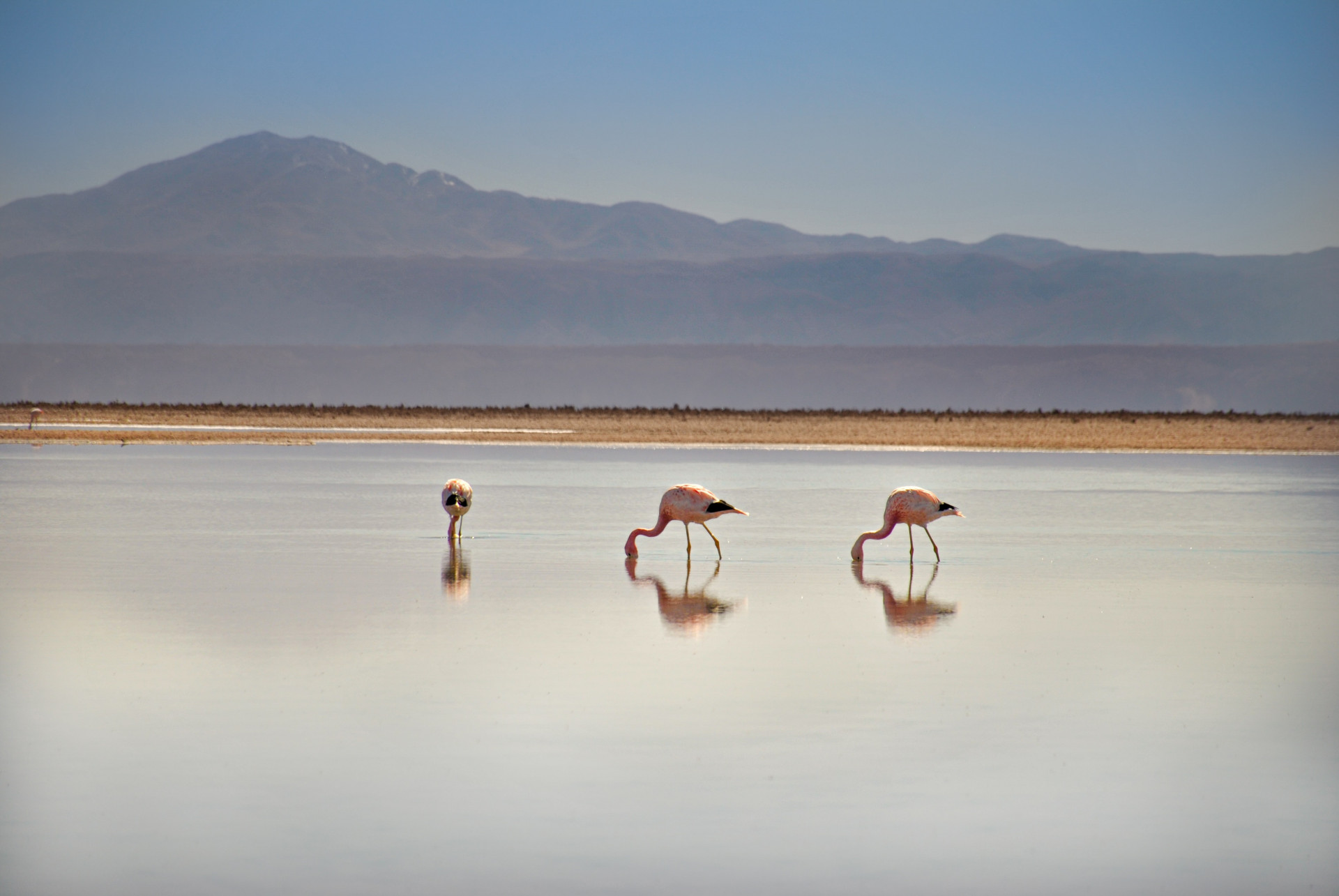 atacama