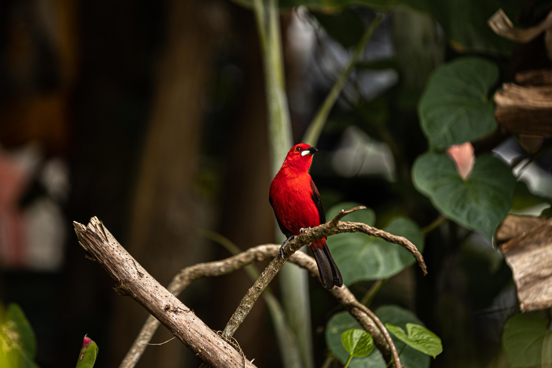 amazônia