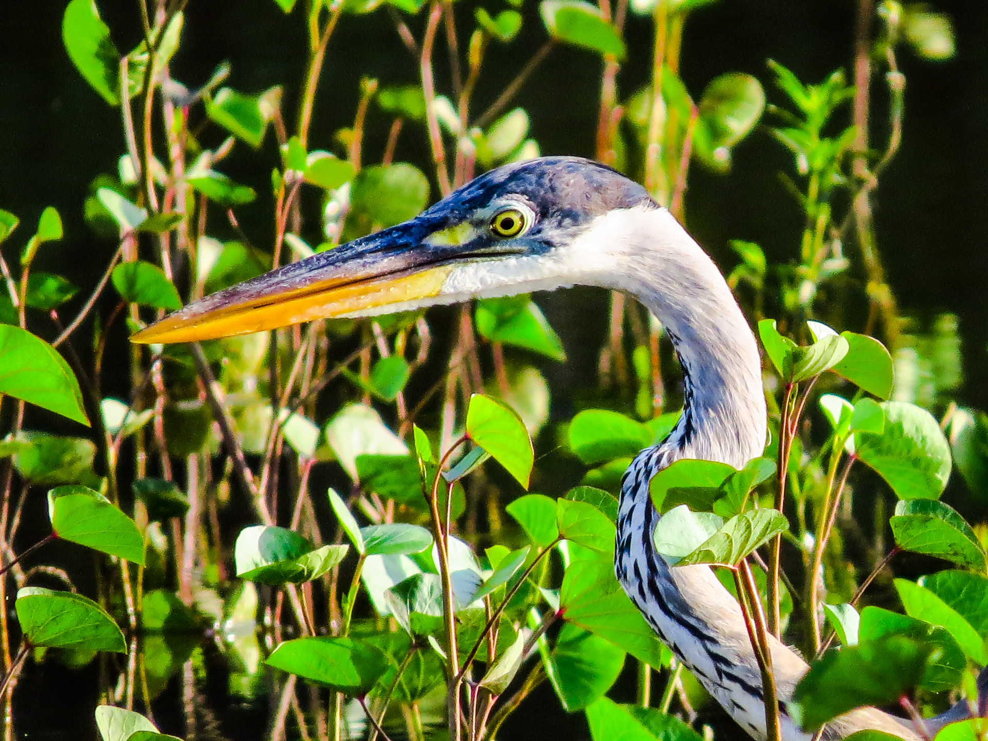 amazônia