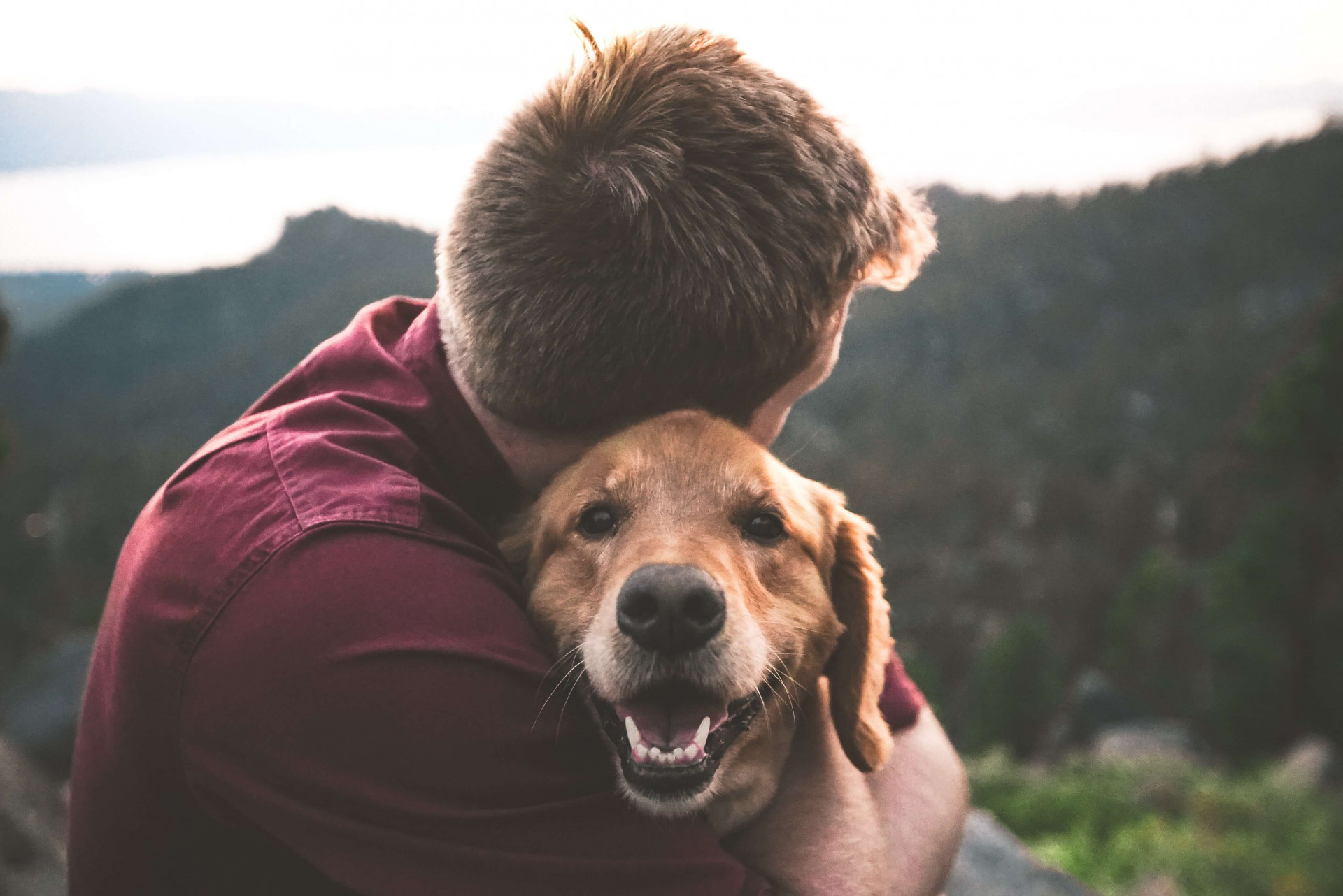 sinais de que seu cachorro ama você