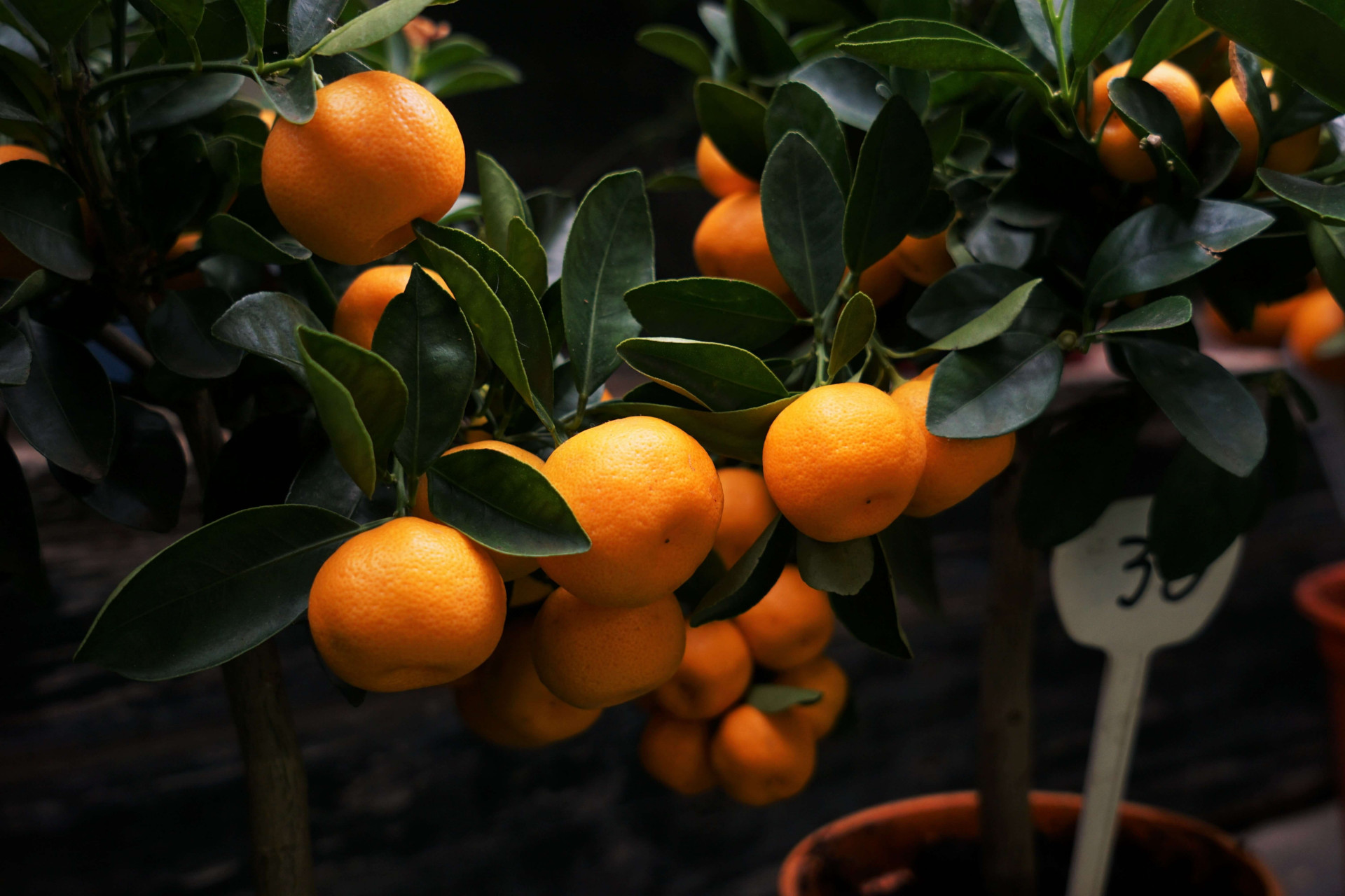 benefícios da laranja