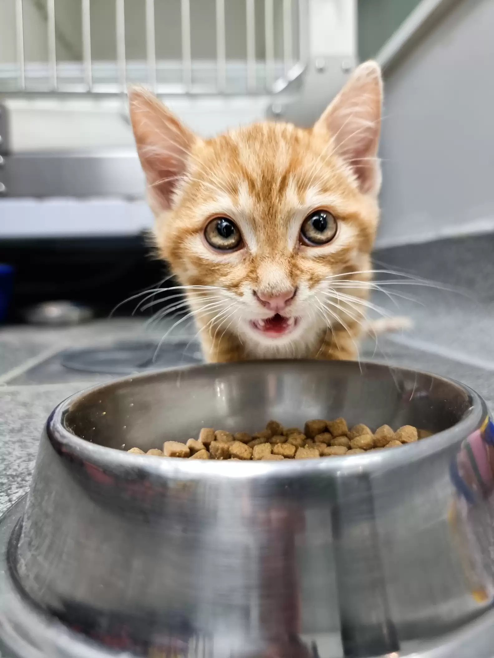 Gata sai da caixa e consola cadela assustada em hospital veterinário