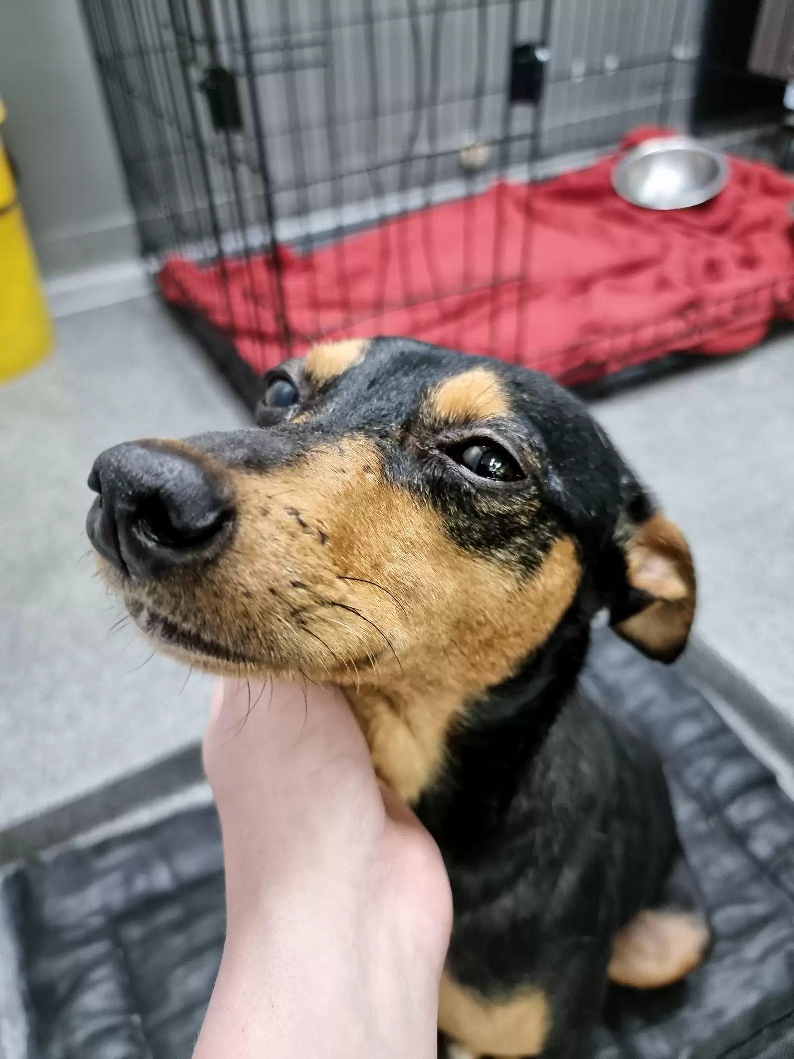 Gata sai da caixa e consola cadela assustada em hospital veterinário