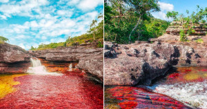 Caño Cristales: um rio com 5 cores que será a coisa mais bela que você verá na vida