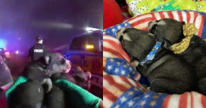 Policiais se tornam heróis ao resgatar cachorrinhos de incêndio no momento certo