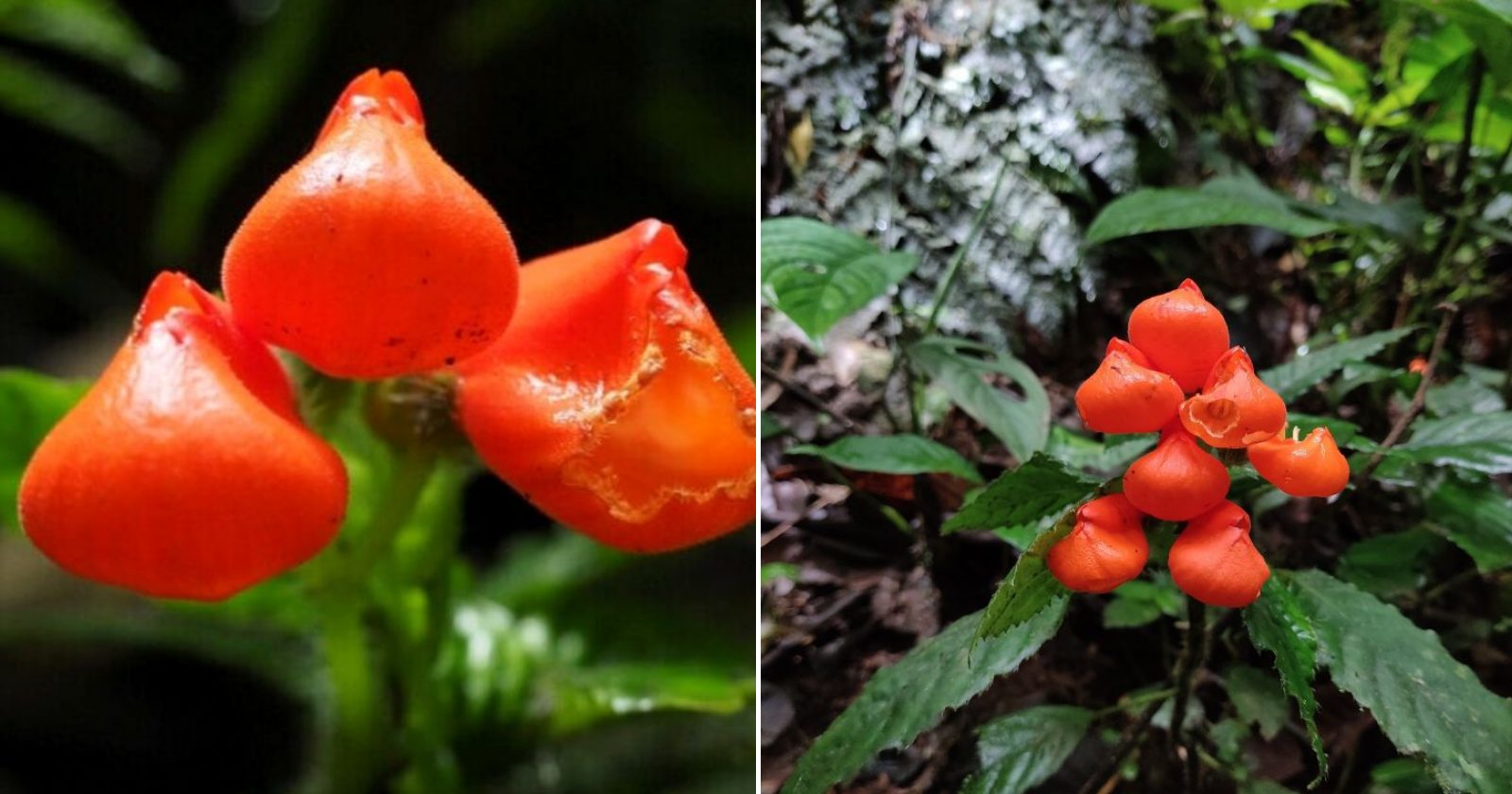 Flor exótica considerada extinta reaparece e anima cientistas