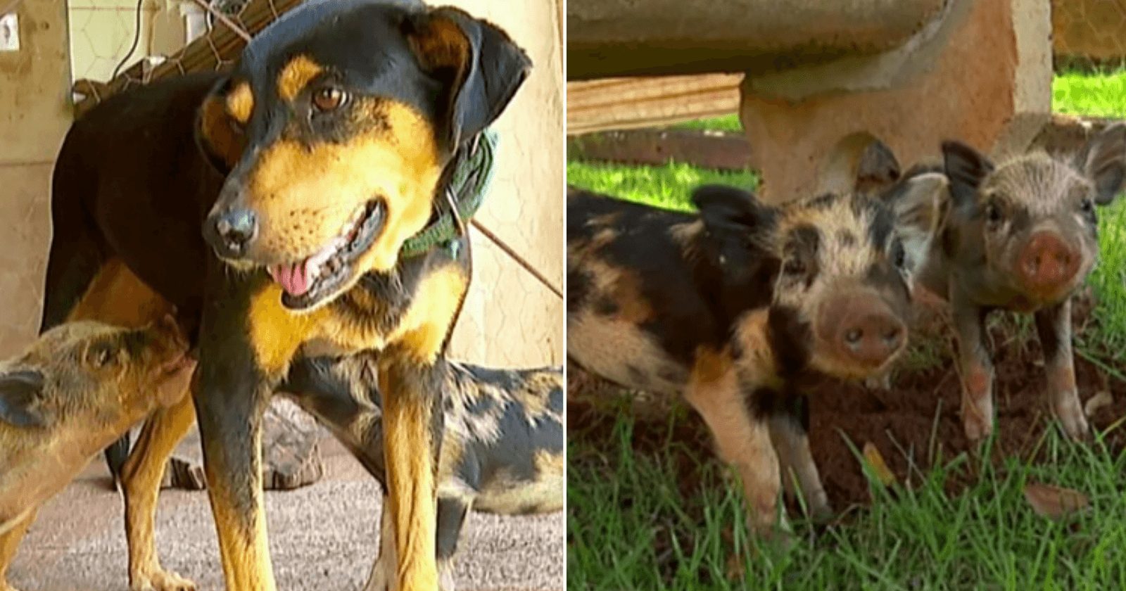 Cadela dá prova de amor ao adotar filhotes de porco